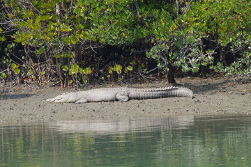 インド　世界遺産スンダルバンス国立公園のワニ