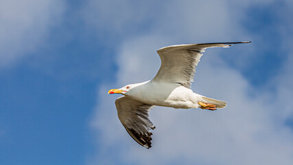 seagull in flight