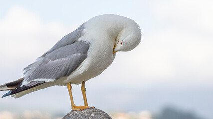 close up of a seagull