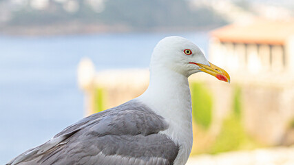 close up of a seagull