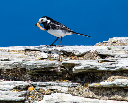 Pied Wagtail Bird in Cornwall
