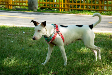 A Mongrel Bull Terrier Walking for the Public Park in Medellin, Colombia