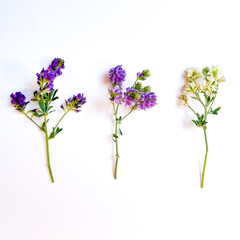 Simple pretty purple alfalfa flower isolated on white background. Flat lay, top view.