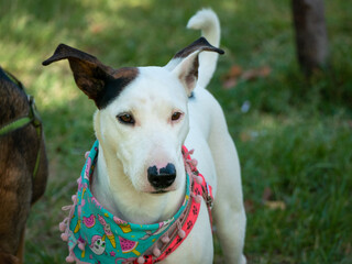 A Mongrel Bull Terrier Walking for the Public Park in Medellin, Colombia