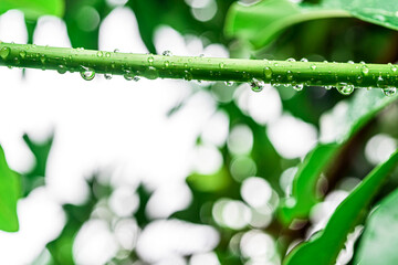 water droplets on branch.