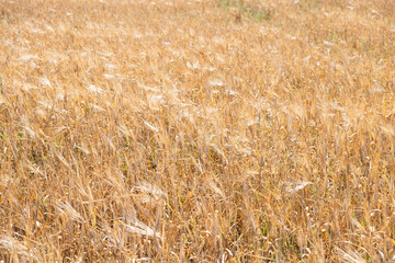 Golden barley field. Dry barley field during drought.