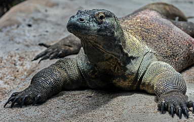 Komodo dragon in its enclosure. Latin name - Varanus komodoensis	