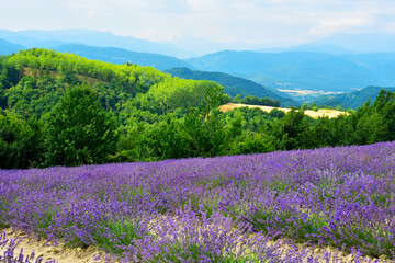 Fototapeta premium lavender field at sale san Giovanni cuneo Italy