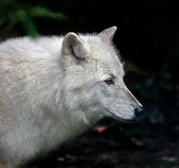 Arctic wolf's head. Latin name - Canis lupus arctos	