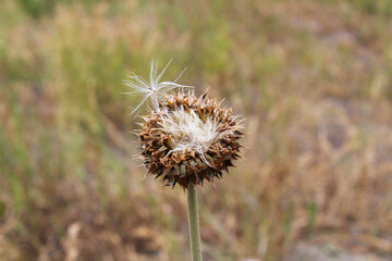 Small Dry Flower