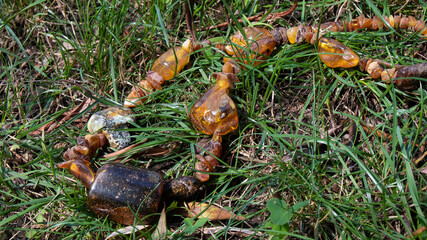 Dark orange Baltic amber beads on the grass. Handmade amber jewelry. Ancient Slavic culture.