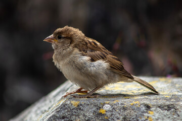 close up of a Dunnock