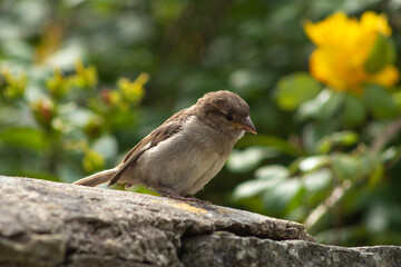 Dunnock on the wall with a yellow flower