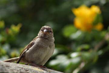 Dunnock on a wall