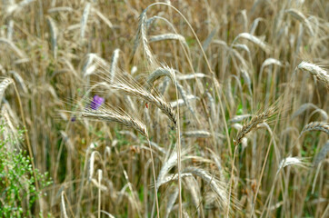ripe rye ears in the field