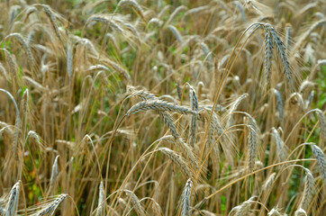 ripe rye ears in the field