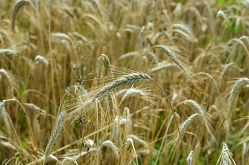 ripe rye ears in the field