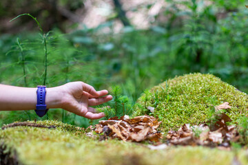 A child experiences new textures while out in the forest, touching what feels like the softest moss in the world. Close up Kid hand planting young tree over green background.
