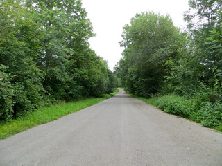 Fototapeta na wymiar Route bétonnée au milieu d'arbres verdoyants