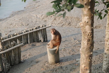 インド　世界遺産スンダルバンス国立公園の猿