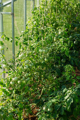 A row of tomato bushes in a greenhouse. Healthy food and vitamins. Vertical.