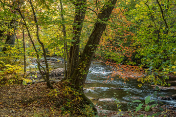 Fototapeta na wymiar Creek in the autumn forest