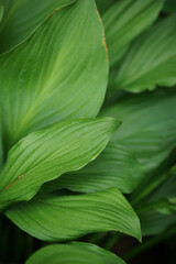 Host. Green leaves close up.