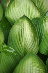 Host. Green leaves close up.