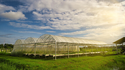 Obraz premium Greenhouse for growing organic farm plants, yellow sunlight and blue skies.