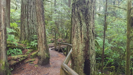 Capilano Pacific forest hiking trail North Vanouver