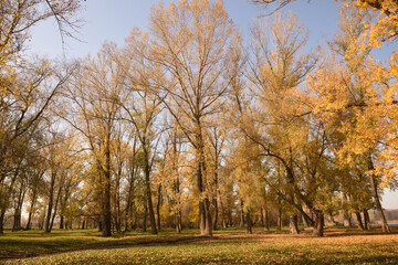 Fototapeta premium autumn in the park