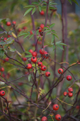 Obraz premium red berries on a branch