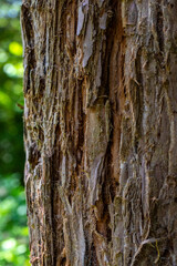 Tree Trunk