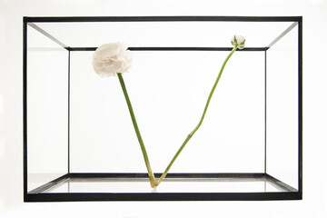 Fresh peony with delicate petals preserved inside transparent glass container against white background