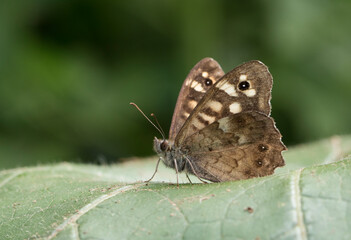 Speckled Wood Butterfly
