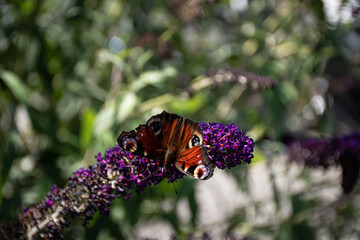 Schmetterling &bdquo;Pfauenauge&ldquo;