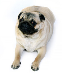 Dog breed Pug on a white background.