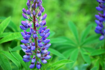 Lupine or wolf flower against a background of greenery. Lupinus. Many large blue-violet inflorescences, at the top of the flower still green, grow on a long green stem, encircling it in a circle.