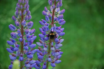 Bright purple lupine flower and bumblebee. Wolf flower - Lupinus with many medium violet blue inflorescences on a long green stem. A brown-black bumblebee is squeezed onto one of the flowers.