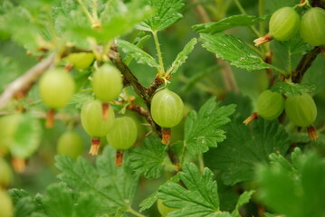 Large green gooseberries. Large oval green gooseberries with stripes hang on brown branches among the green textured leaves. The fruits are not yet ripe.