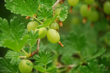 Large green gooseberries. Large oval green gooseberries with stripes hang on brown branches among the green textured leaves. The fruits are not yet ripe.