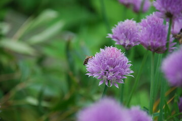 Purple flowers on thin green stems. Chives grows in small colonies on the tips of the stems with light purple flowers with a yellow heart.
