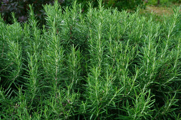 Obraz premium Close up of green rosemary growing in a garden. Wallpaper with selective focus and blurred bokeh. Fresh herbs for cooking.