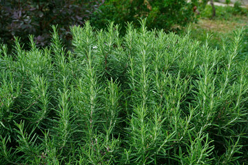 Close up of green rosemary growing in a garden. Wallpaper with selective focus and blurred bokeh. Fresh herbs for cooking.