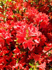 Beautiful red rhododendron or red azalea flowers blooming in spring.