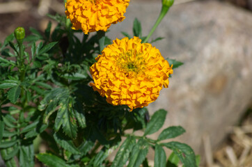 Marigolds in a Summer Garden