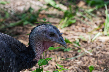 Close up of a Wild Turkey
