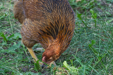 A Hen Grazing in the Shade