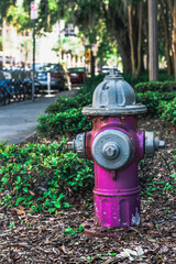 Fototapeta na wymiar fire hydrant in park