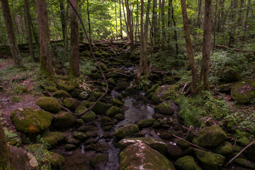 Moss-covered rocks in the forest of the Great Smoky Mountains.